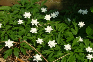 Anemone nemorosa 'Vestal'Bosanemoon bestellen